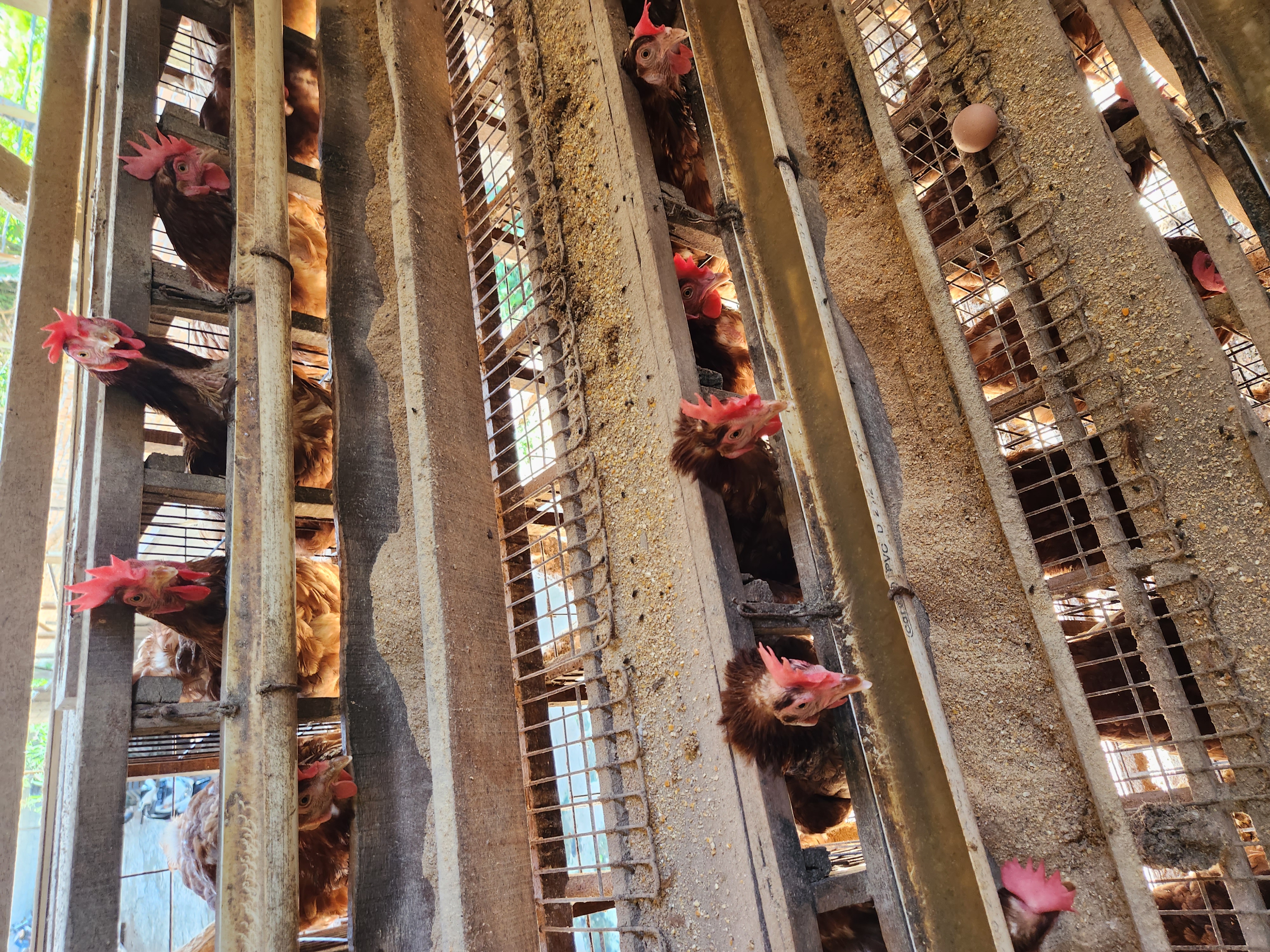 Kandang Ayam 2